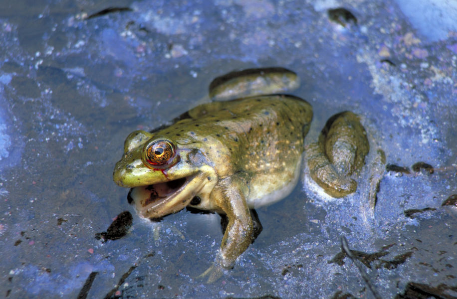 Mayflower Oil Spill Settlement