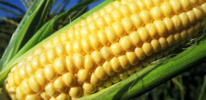 Arkansas GMO Corn Lawsuit Attorney